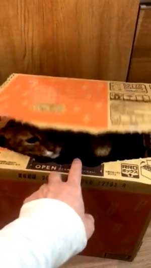 全自動 ぺろぺろ機 猫 ダンボール 飛び出す