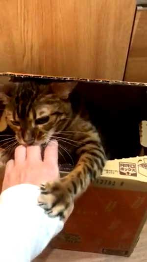全自動 ぺろぺろ機 猫 ダンボール 飛び出す