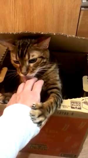 全自動 ぺろぺろ機 猫 ダンボール 飛び出す