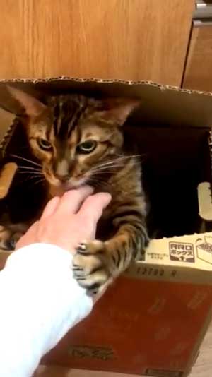 全自動 ぺろぺろ機 猫 ダンボール 飛び出す