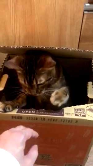 全自動 ぺろぺろ機 猫 ダンボール 飛び出す