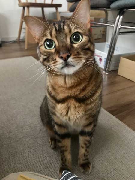 全自動 ぺろぺろ機 猫 ダンボール 飛び出す