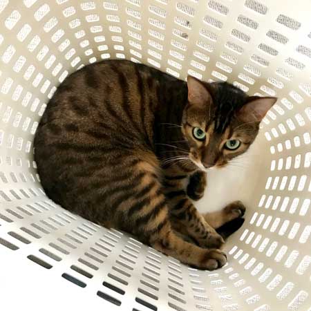 全自動 ぺろぺろ機 猫 ダンボール 飛び出す