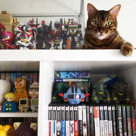 全自動 ぺろぺろ機 猫 ダンボール 飛び出す