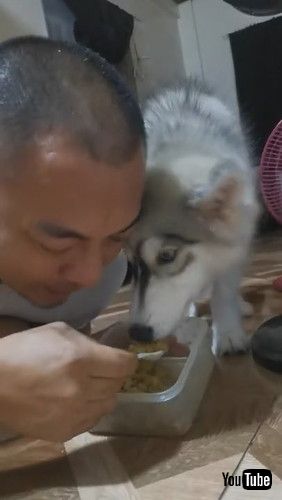 「Pretending Encourages Puppy to Eat || ViralHog」