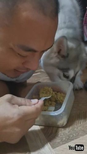 「Pretending Encourages Puppy to Eat || ViralHog」