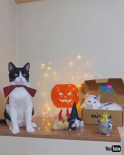 「Pets Play Dress up Together for Halloween || ViralHog」