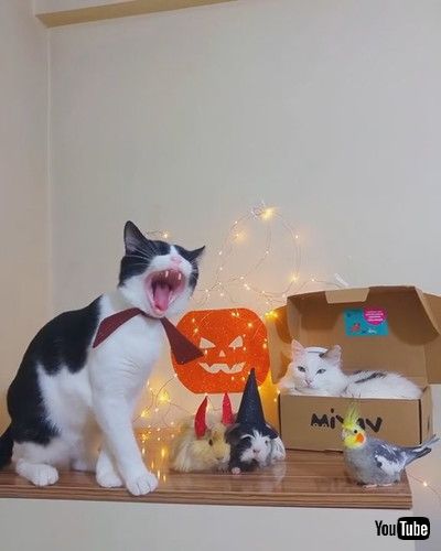 「Pets Play Dress up Together for Halloween || ViralHog」