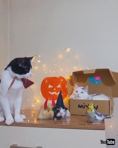 「Pets Play Dress up Together for Halloween || ViralHog」