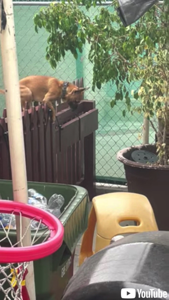 飼い主さんに叱られ自ら“独房”へ