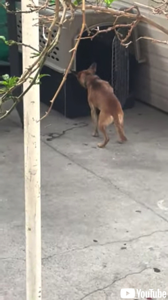 飼い主さんに叱られ自ら“独房”へ