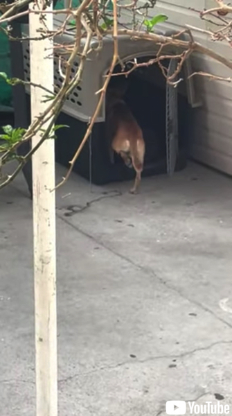 飼い主さんに叱られ自ら“独房”へ