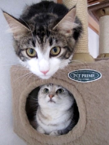 キャットタワーと猫