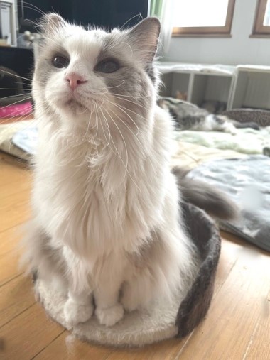 ティファニーちゃん