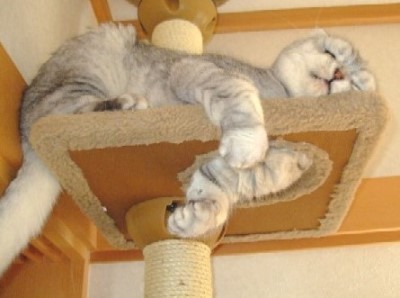 キャットタワーで眠る猫ちゃん