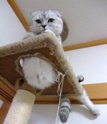 キャットタワーとモモちゃん