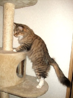 キャットタワーとつみきちゃん