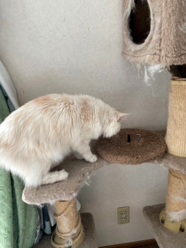 キャットタワーに上るジェニーちゃん