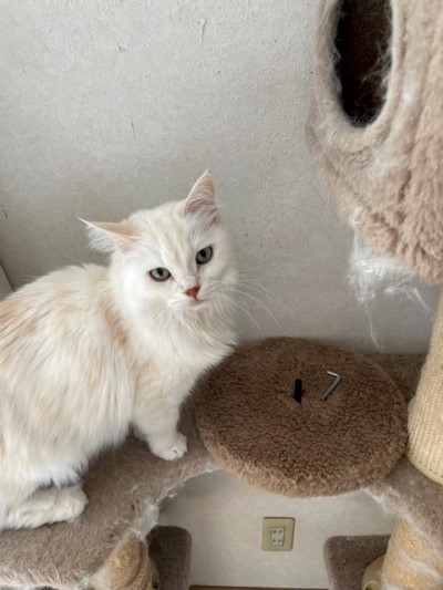 こちらを見るジェニーちゃん