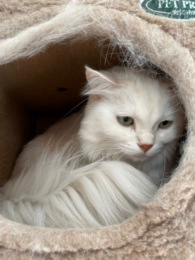 中に入るジェニーちゃん