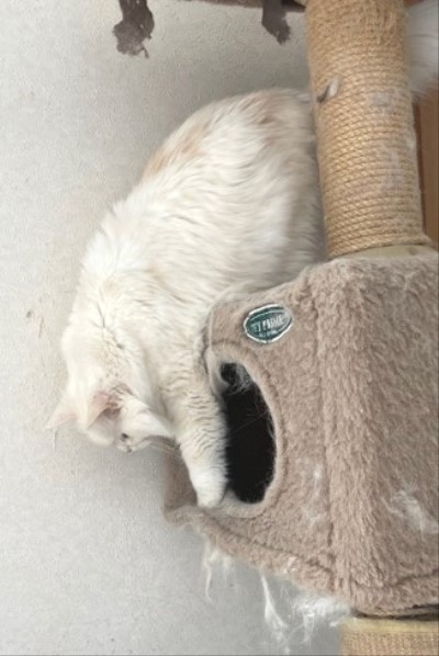 手を伸ばすジェニーちゃん