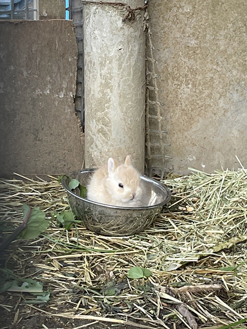ボウル入りウサギさん