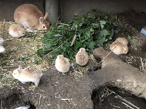 お父さんと赤ちゃん6匹