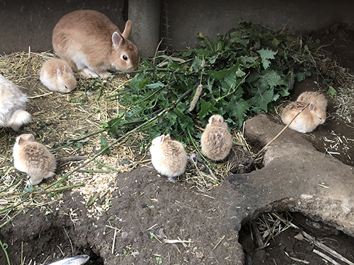 お父さんとお母さんのおしりと赤ちゃん6匹