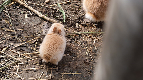 生まれたてのこむぎちゃん後ろ姿