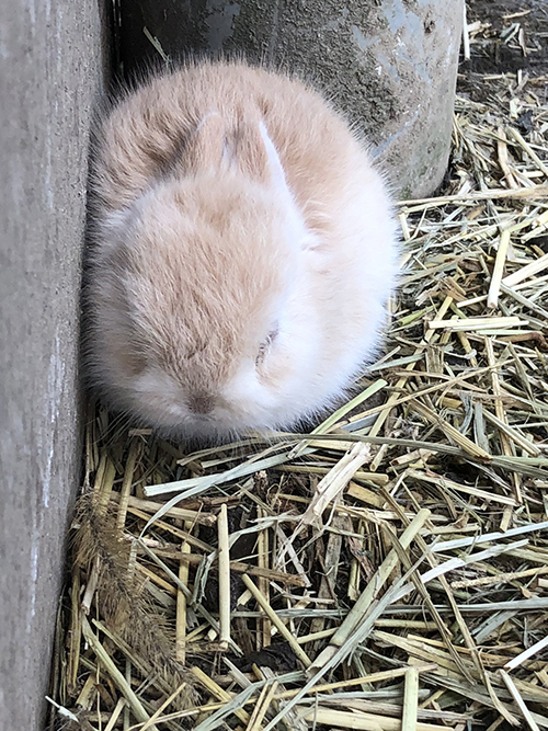 眠る子ウサギ