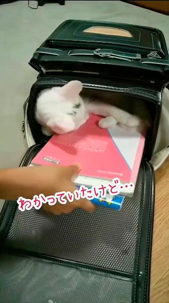 綿毛白ねこぽぽさん
