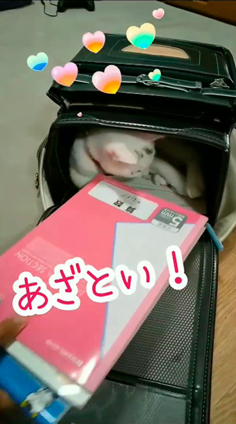 綿毛白ねこぽぽさん