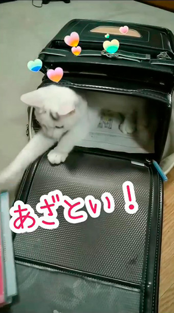 綿毛白ねこぽぽさん