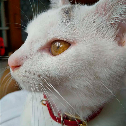 綿毛白ねこぽぽさん