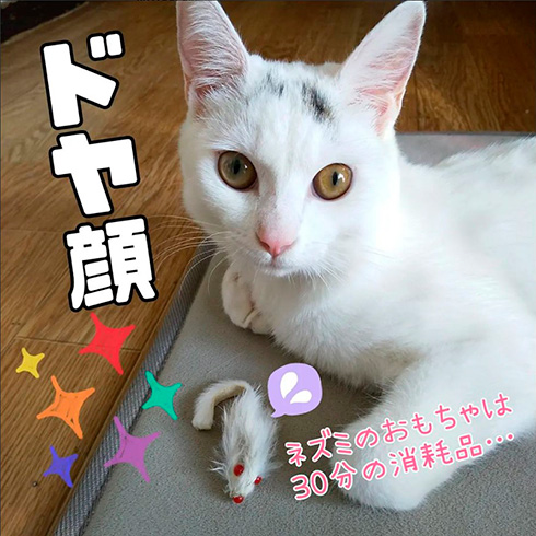 綿毛白ねこぽぽさん
