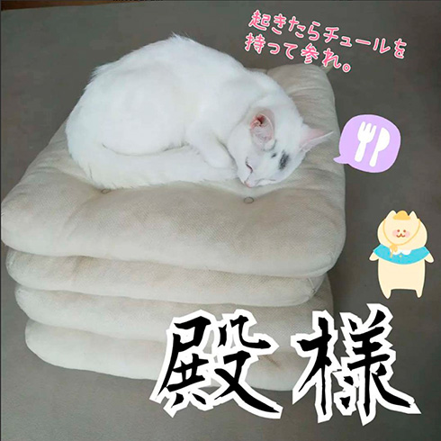 綿毛白ねこぽぽさん