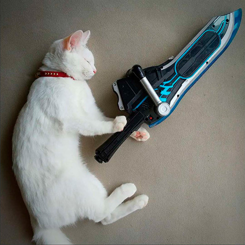 綿毛白ねこぽぽさん