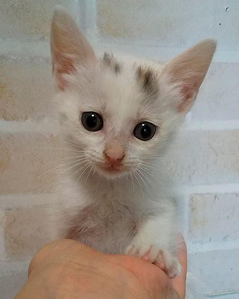 綿毛白ねこぽぽさん