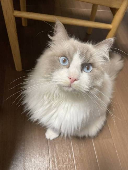 猫 ラグドール おかきちゃん 空気清浄機 だいふくくん