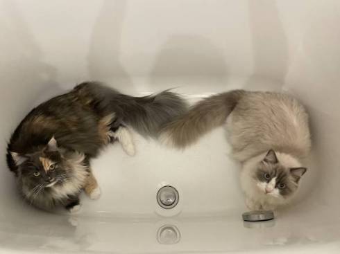 猫 ラグドール おかきちゃん 空気清浄機 だいふく君