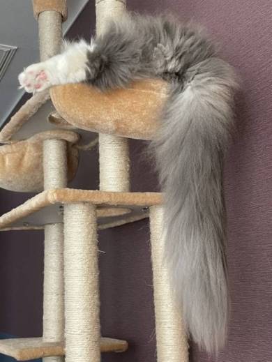 猫 ラグドール おかきちゃん 空気清浄機