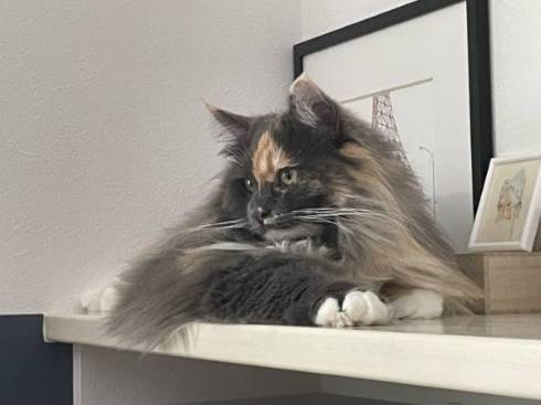 猫 ラグドール おかきちゃん 空気清浄機