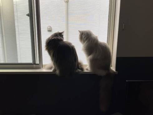 猫 ラグドール おかきちゃん 空気清浄機