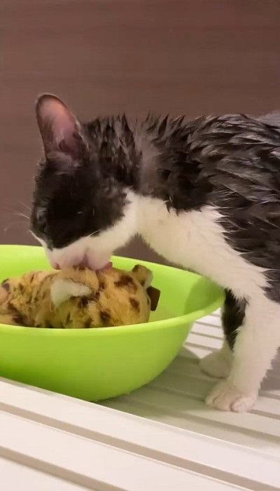 お風呂でお友達を洗ってあげる猫ちゃん