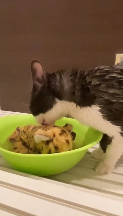 お風呂でお友達を洗ってあげる猫ちゃん