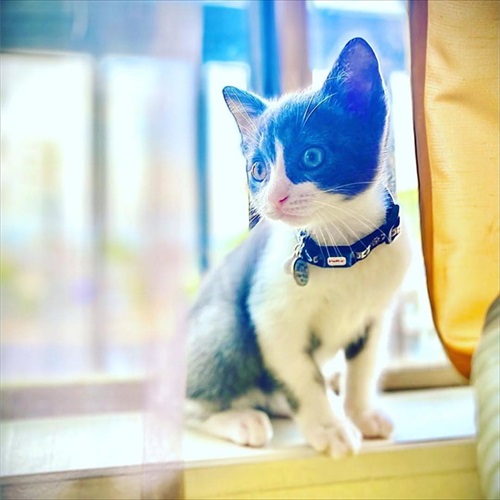 お風呂でお友達を洗ってあげる猫ちゃん