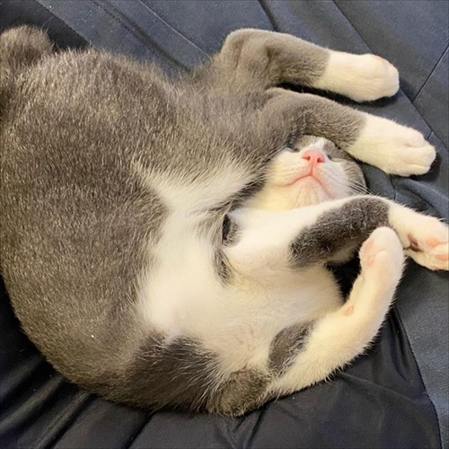 お風呂でお友達を洗ってあげる猫ちゃん