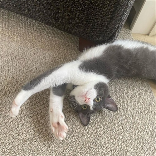 お風呂でお友達を洗ってあげる猫ちゃん