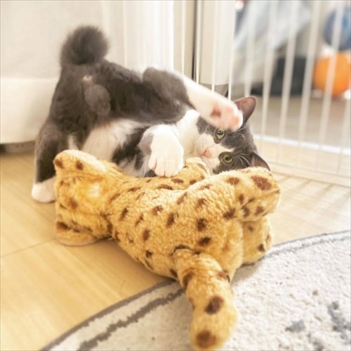 お風呂でお友達を洗ってあげる猫ちゃん