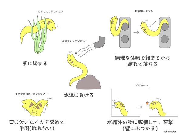 草に絡まり水流に負けるウツボさん